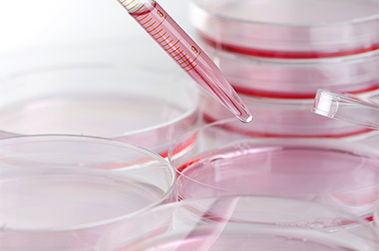 Pink cell culture dishes: iStock_000007281731Large