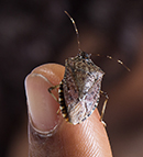 Milestone in Stinkbug Rearing Study