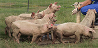 Vote for A&T’s Bio-Adhesive Team in the Agriculture Innovation Challenge