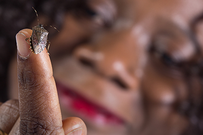 Milestone in Stinkbug Rearing Study