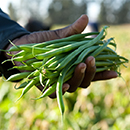Hand holding stringbeans