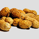 A&T's Peanut Research 